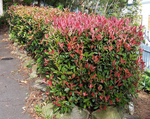 Red Lilly Pilly (Syzygium australe) Ornamental Live Plant