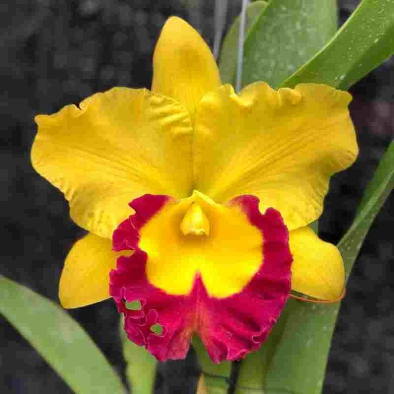 Cattleya Nell Hammer Red Lip (Seedling)