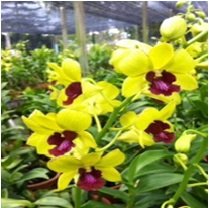 Dendrobium Yellow Red Lip (Extra Big Size Seedling)