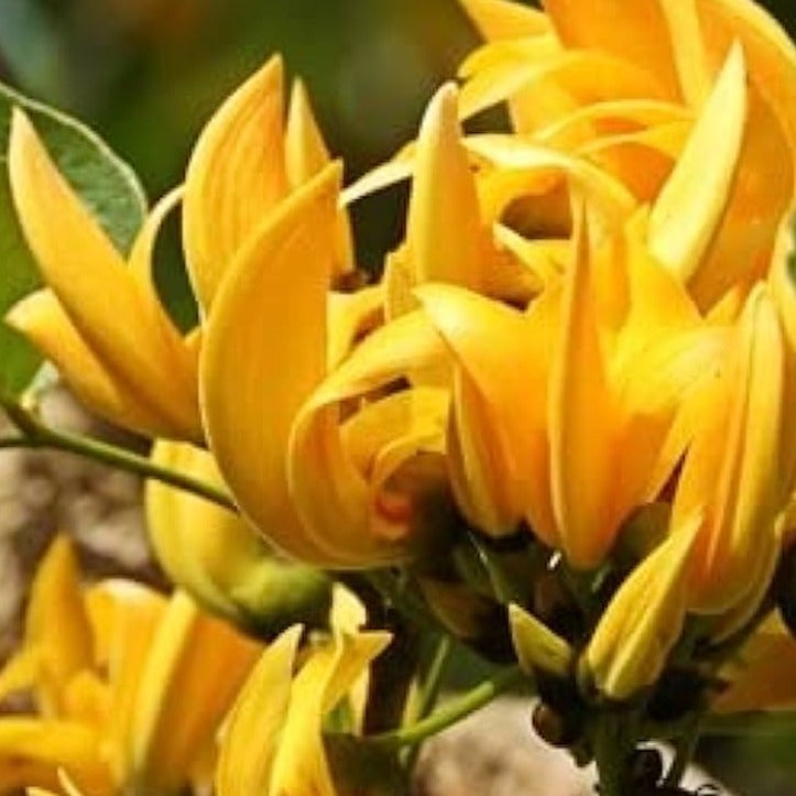 Yellow Palash All Time Flowering Layered Live Plant