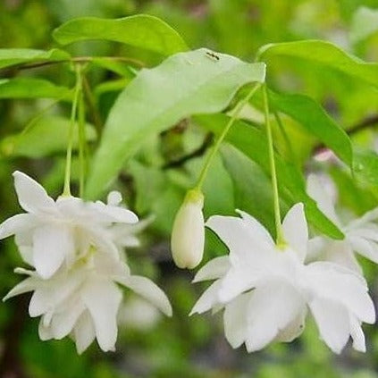 Water Jasmine Double Petal Highly Fragrant Flowering Rare Live Plant - Variegated Leaves