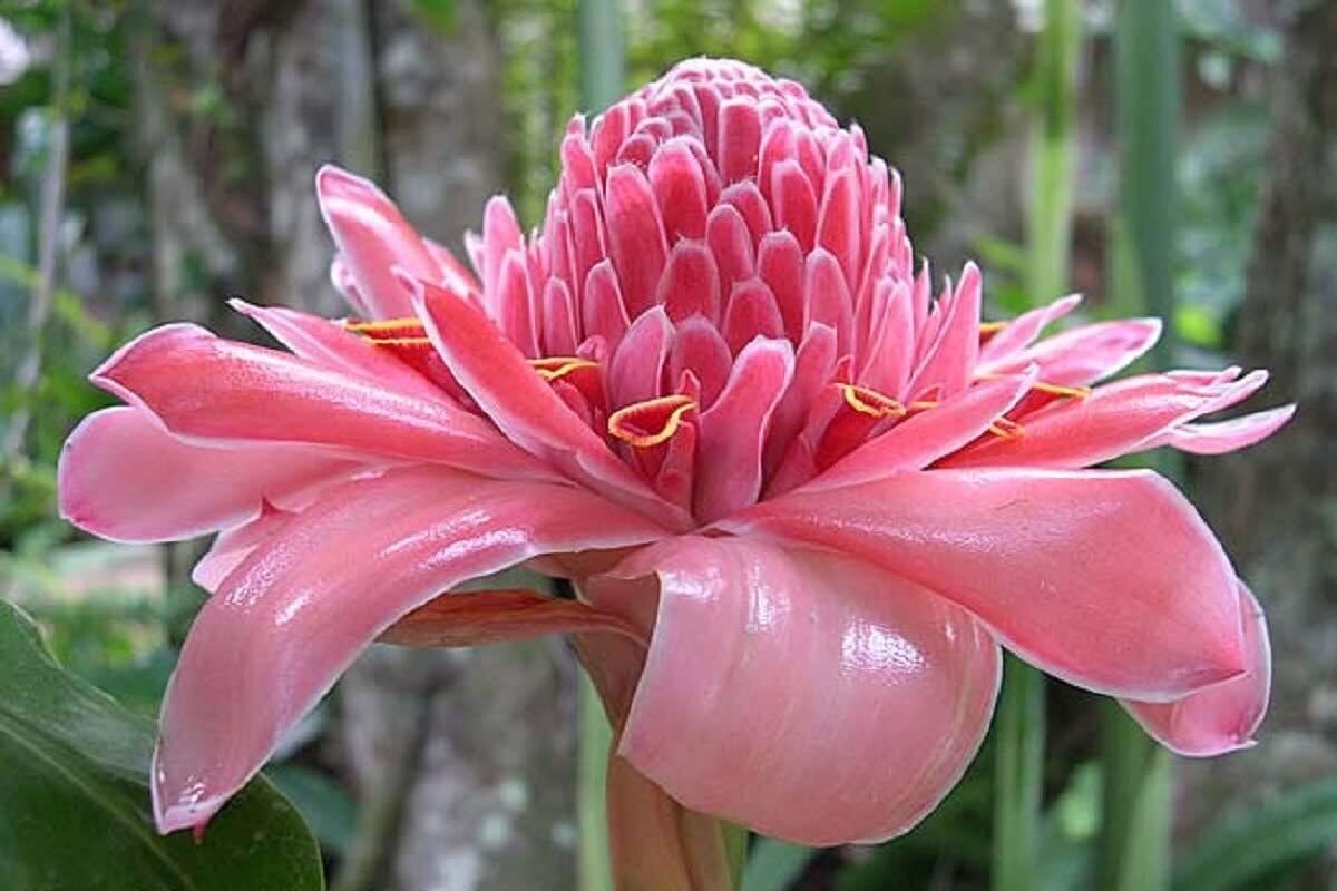 Pink Torch Ginger Flowering Live Plant