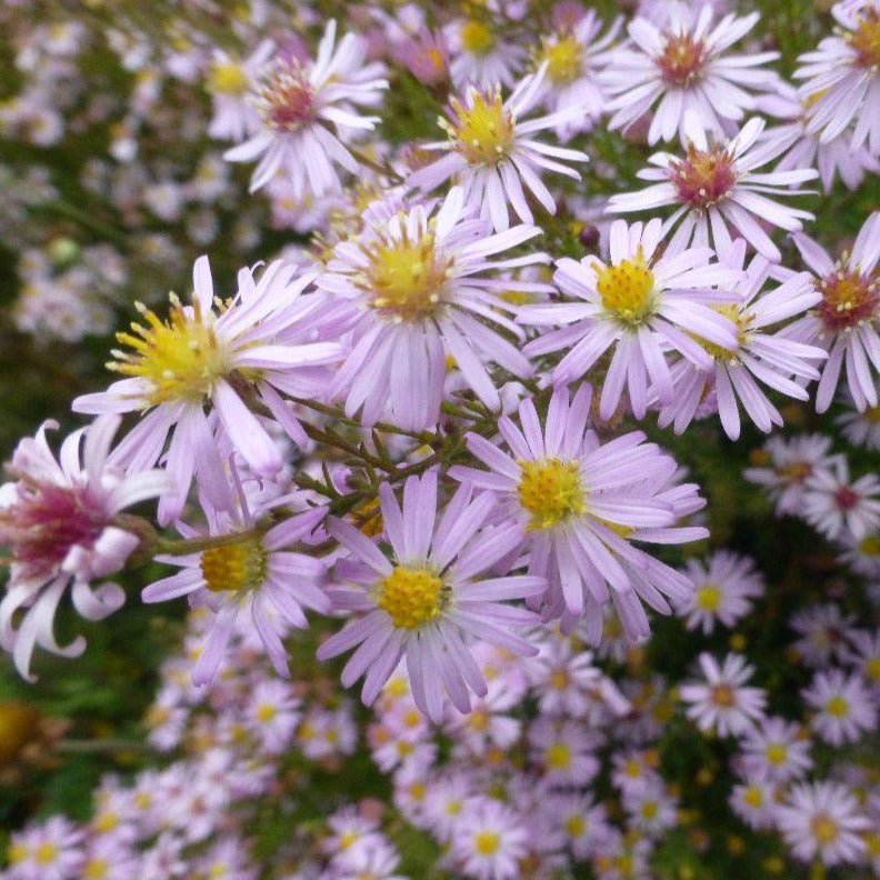 Daisy Single Petal All Time Flowering Live Plant