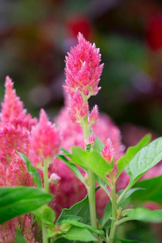 Celosia Pink (Feather Cockscomb) Flowering Live Plant