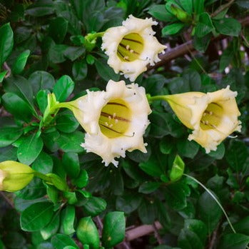 Solandra Flowering Live Plant