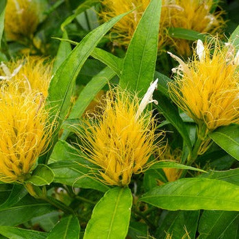 Golden Plume (Schaueria flavicoma) Flowering Live Plant