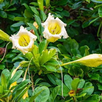 Solandra Flowering Live Plant