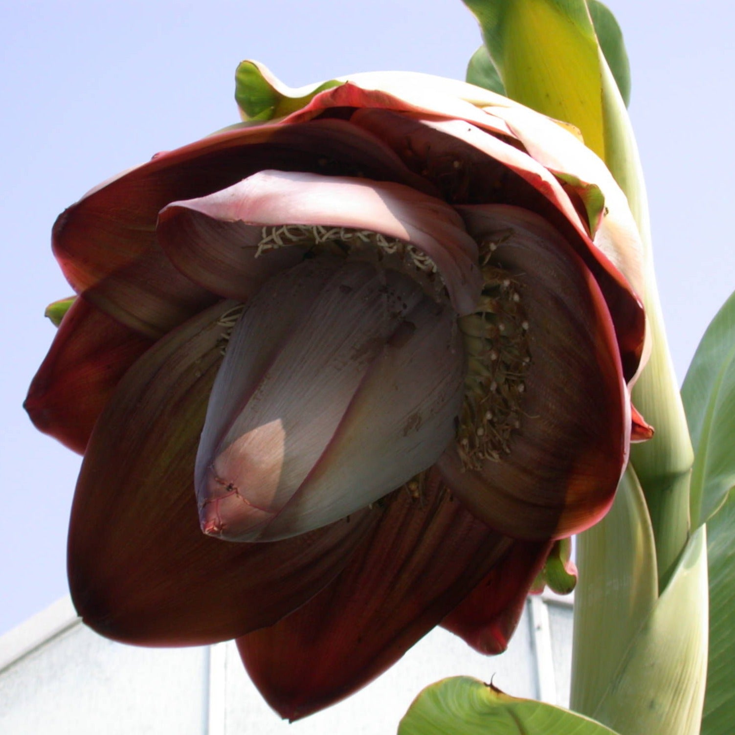 Ensette superbum (Kalluvazha) Rare Fruit Live Plant