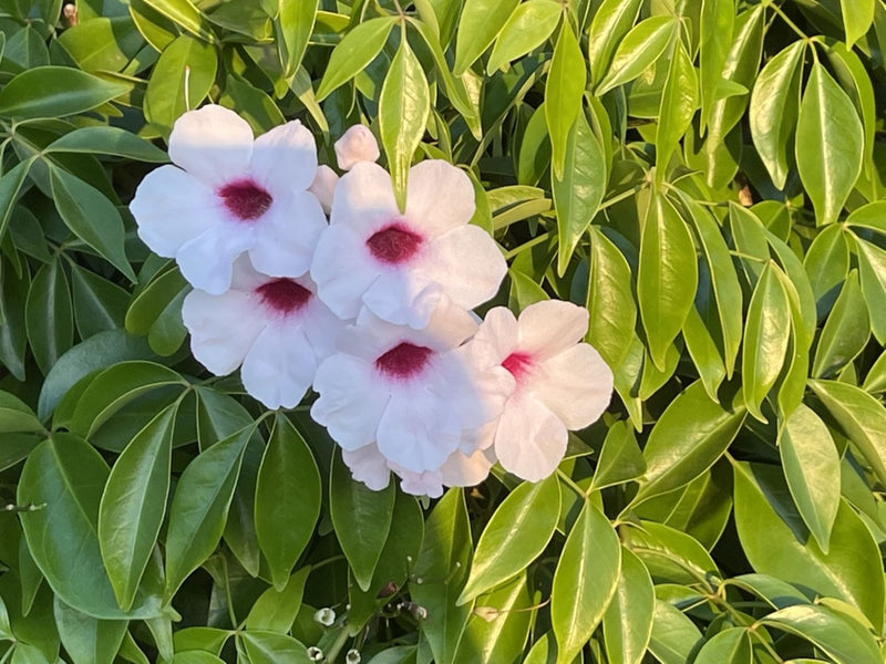 Pandora Jasminoids White Flowering Live Plant - Green Leaves