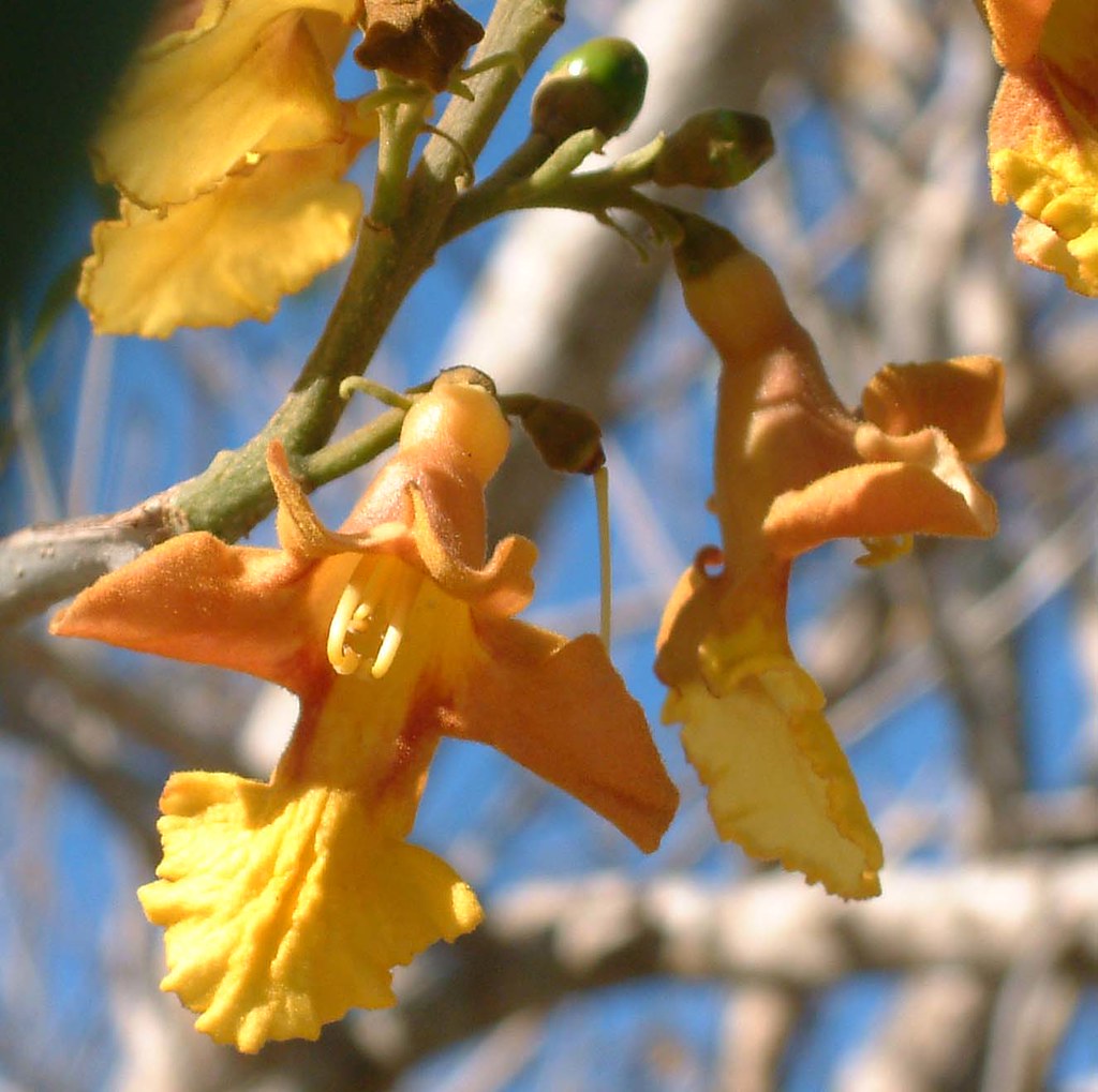 Gamhar Tree (Gmelina arborea) Live Plant