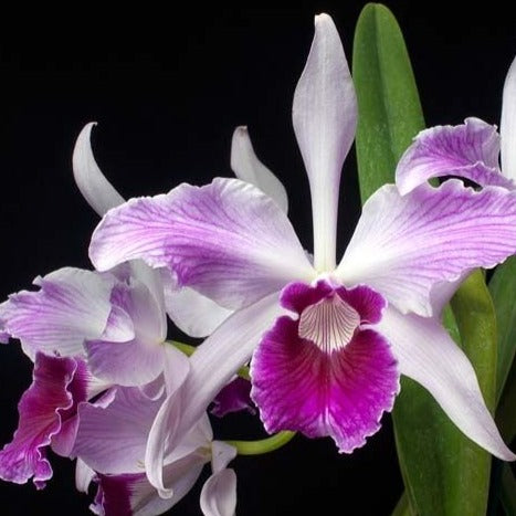 Cattleya Purpurata Var Striata