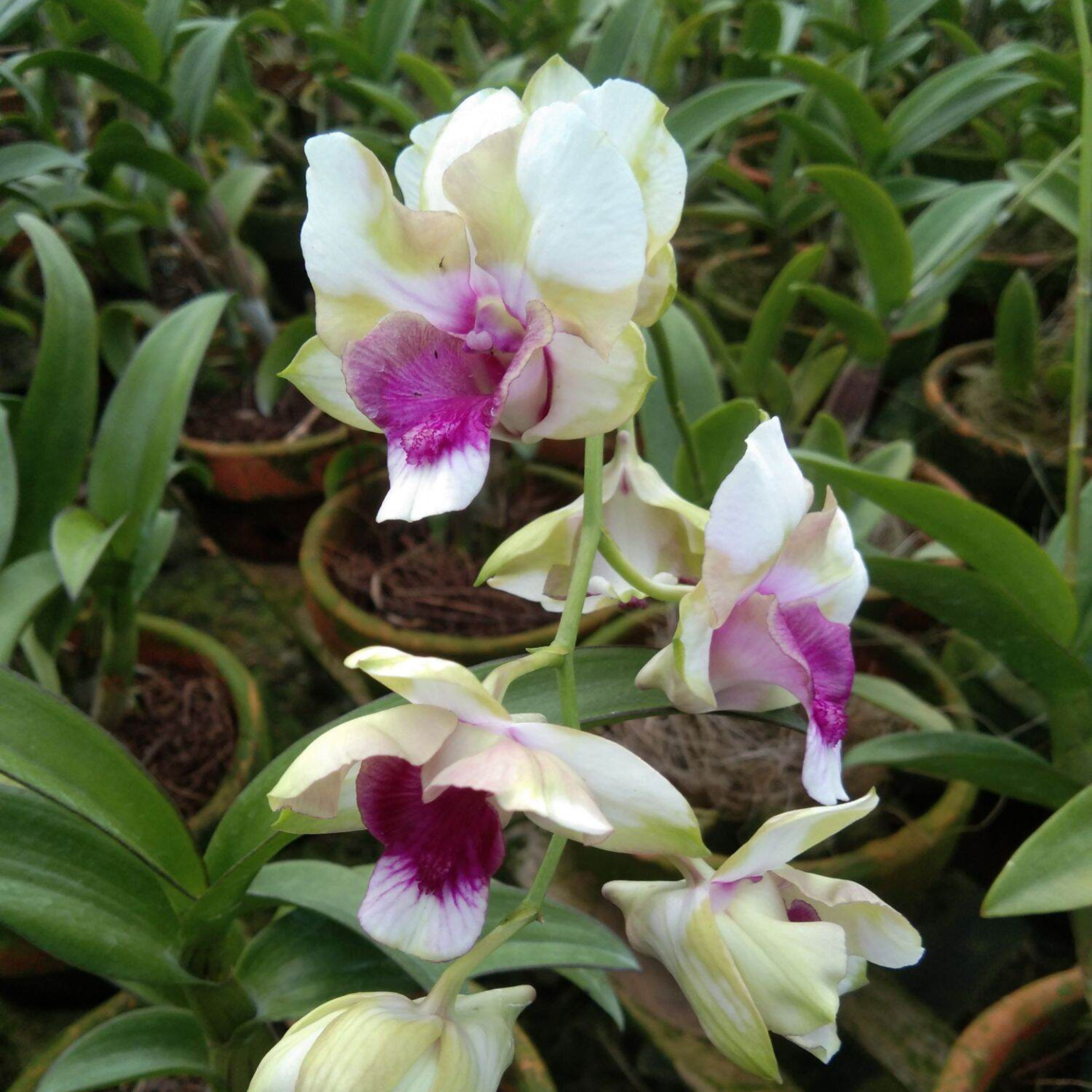 Dendrobium Baby Happy Holidays - Blooming Size