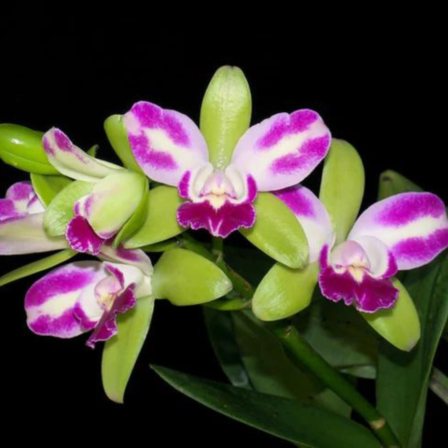 Cattleya Village Chief North Green Genius - Blooming Size