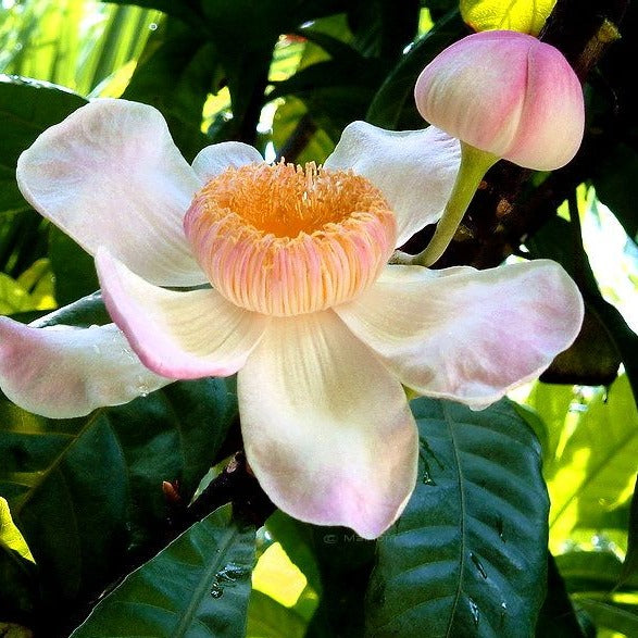 Heaven Lotus (Gustavia Gracillima) Live Plant