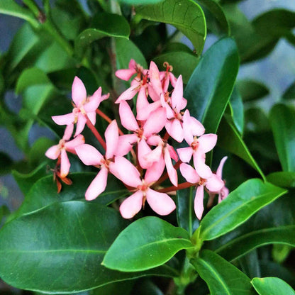 Dwarf Ixora Pink All Time Flowering Live Plant