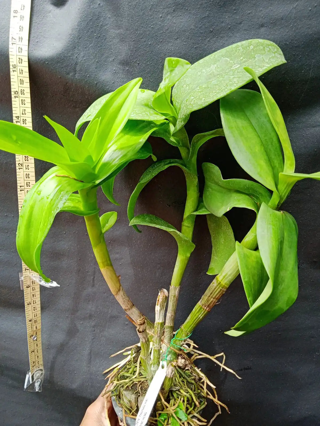 Dendrobium Thongchai Achung (Blooming Size)