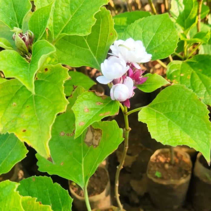 Clerodendrum Fragrans All Time Flowering Live Plant