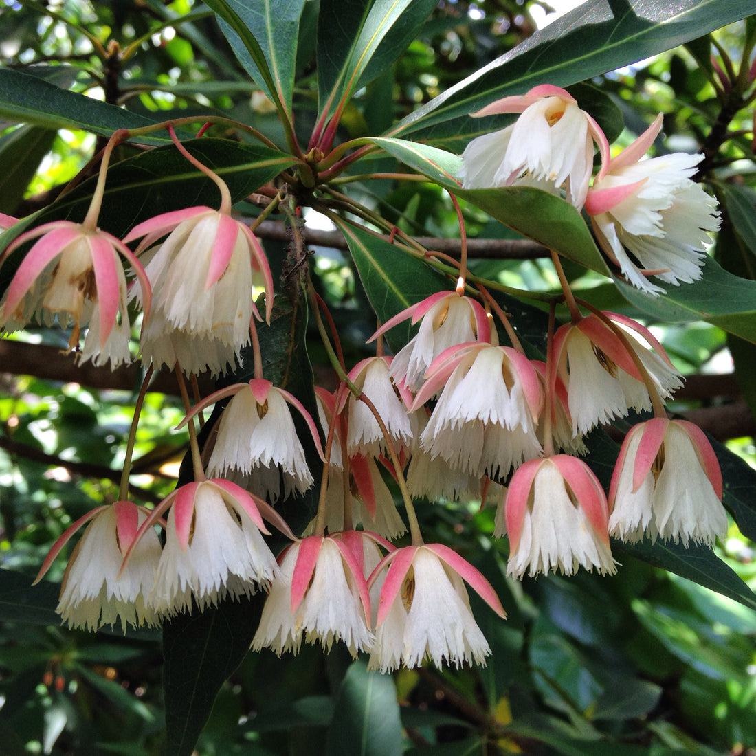 Elaeocarpus Hainanensis Flowering Live Plant