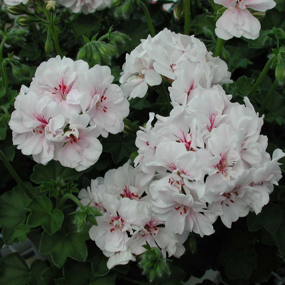 Geranium Ivy White Creeper/Climber Flowering Live Plant