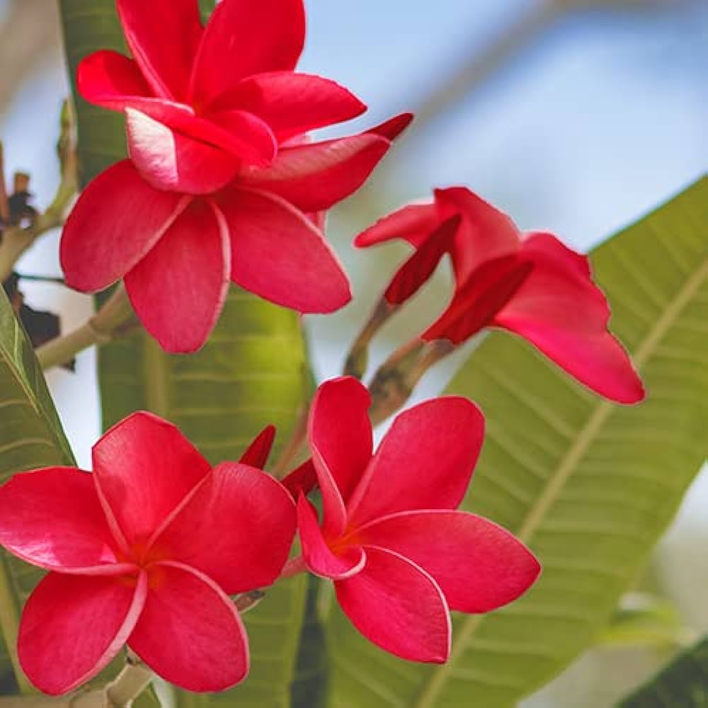 Frangipani (Plumeria rubra) Red All Time Flowering Live Plant