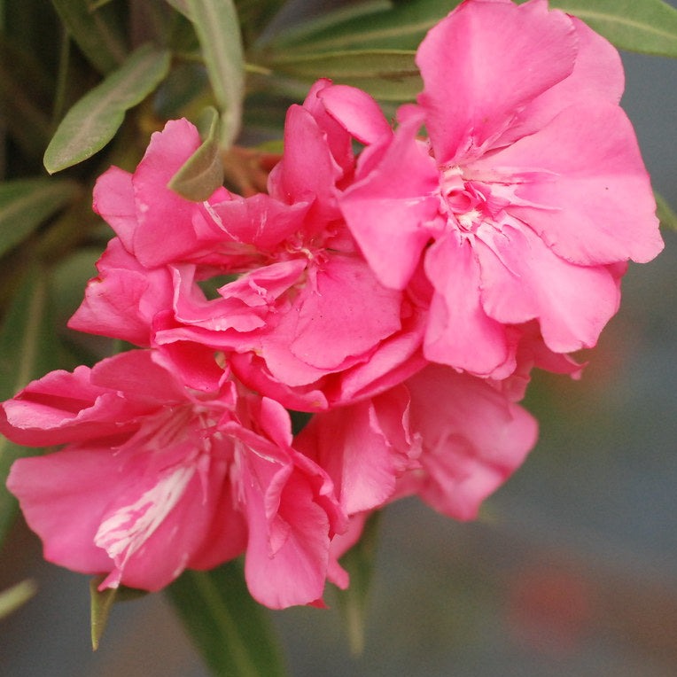 Arali Pink Multi Petal (Nerium oleander) Rare All Time Flowering Live Plant