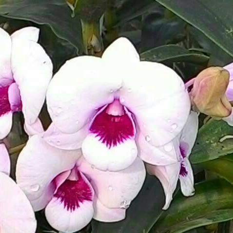 Dendrobium White Red Lip (Extra Big Size Seedling)