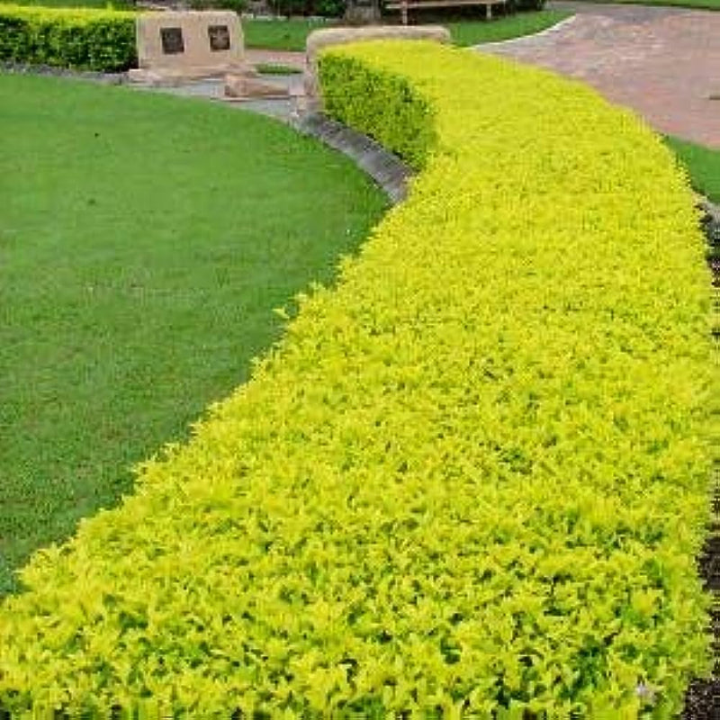 Duranta Erecta Purple Flower with Yellow (Gold Mound) Leaves Ornamental Live Plant
