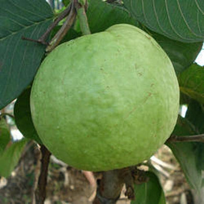 Allahabad Safeda Guava Grafted Live Plant