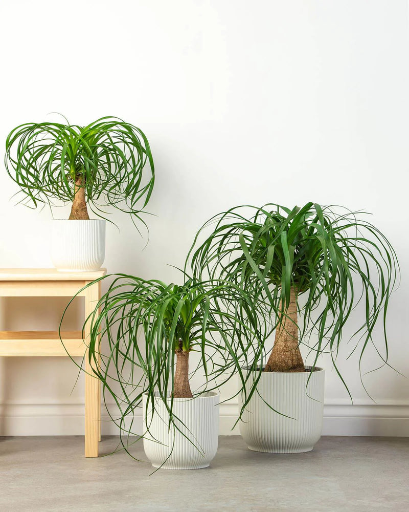 Ponytail (Nolina) Palm Ornamental Live Plant
