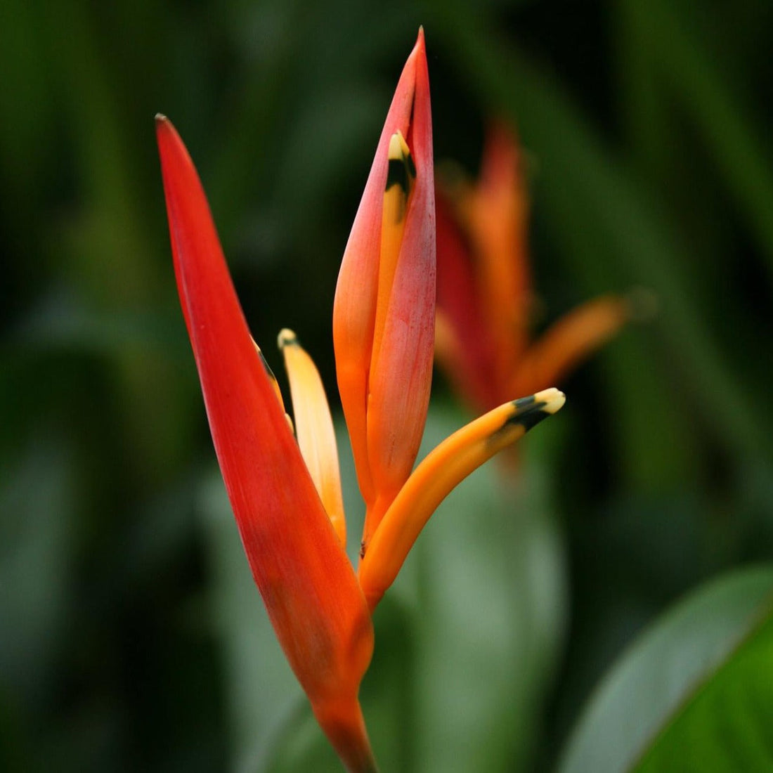 Heliconia Fire Flash (Heliconia densiflora) Flowering Live Plant