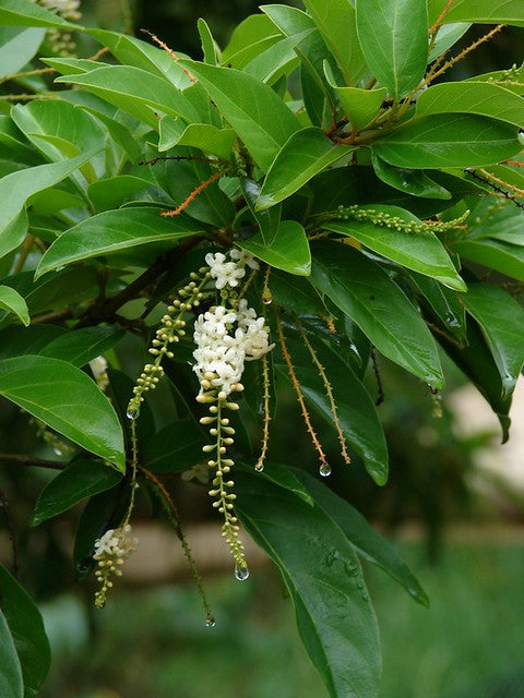 Chithraxylam Spinosum Fragrant (Fiddlewood) Flowering Live Plant