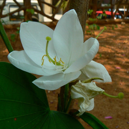 Mandaram White (Bauhinia variegata) Flowering Live Plant