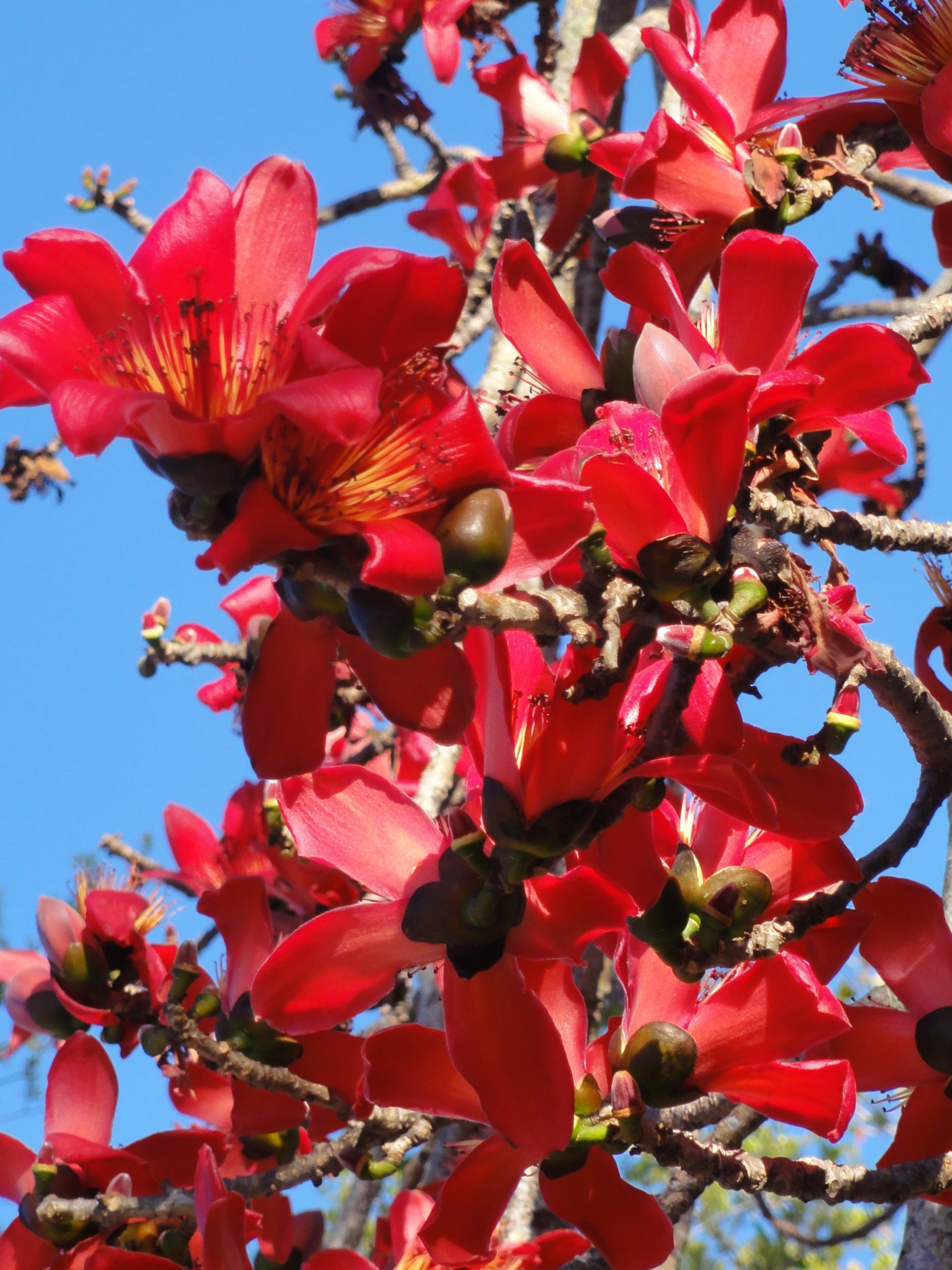 Red Silk-Cotton Tree (Bombax ceiba) Rare Live Plant