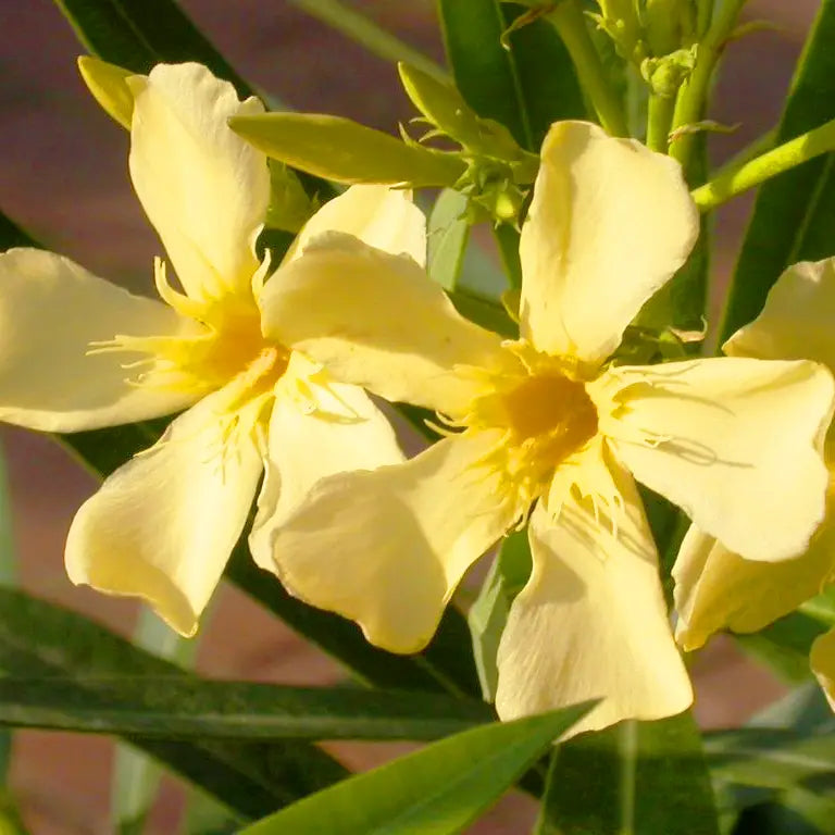 Arali Yellow Single Petal (Nerium oleander) All Time Flowering Live Plant