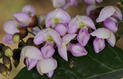 Indian Beech Tree (Millettia pinnata) Rare Live Plant