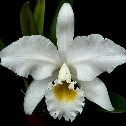 Cattleya Labiata Var Alba