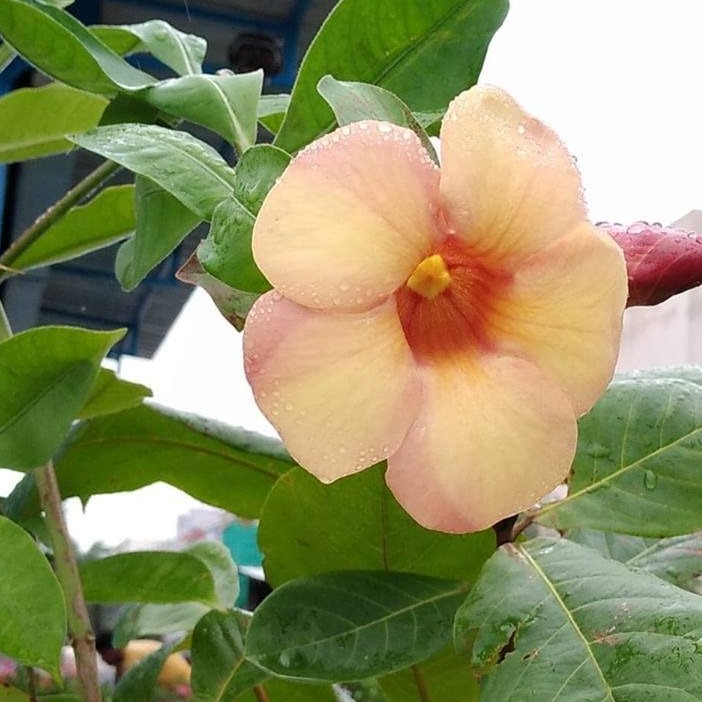 Allamanda Biscuit All Time Flowering Live Plant