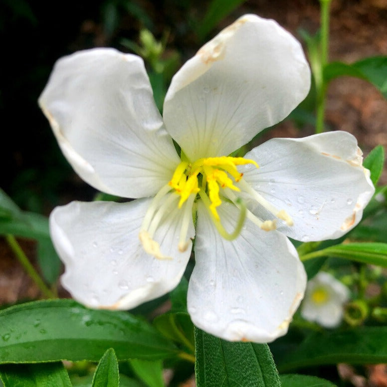 Melestoma White Flowering Live Plant