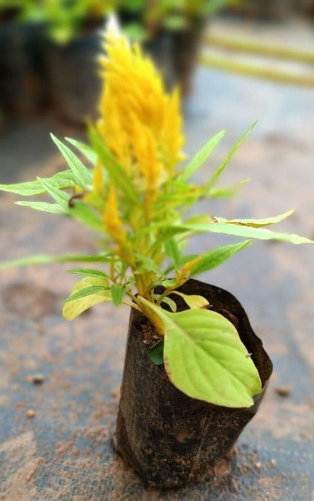 Celosia Yellow (Feather Cockscomb) Flowering Live Plant