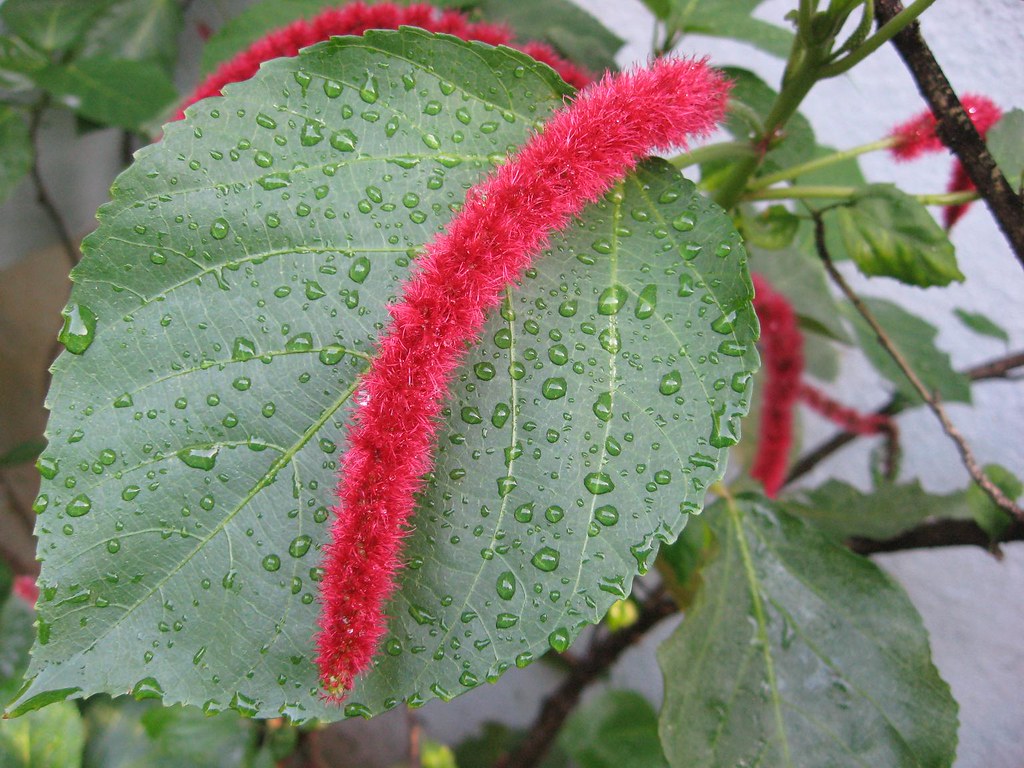 Monkey Tail (Acalypha hispida) Flowering Live Plant