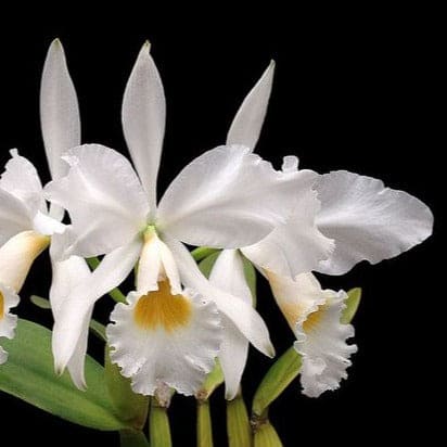 Cattleya Eldorado Var Alba