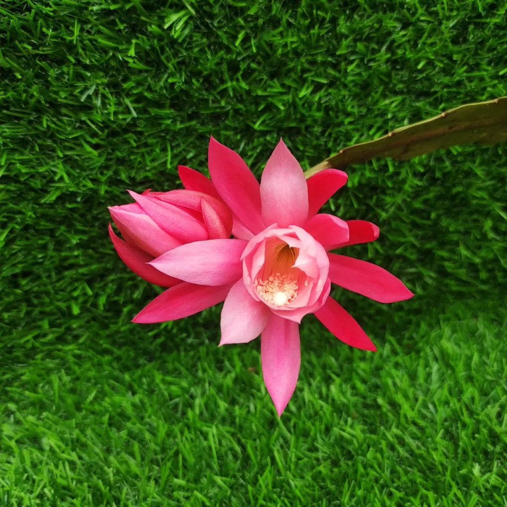 Brahma Kamal - Pink (Saussurea obvallata) Flowering Live Plant with Pot