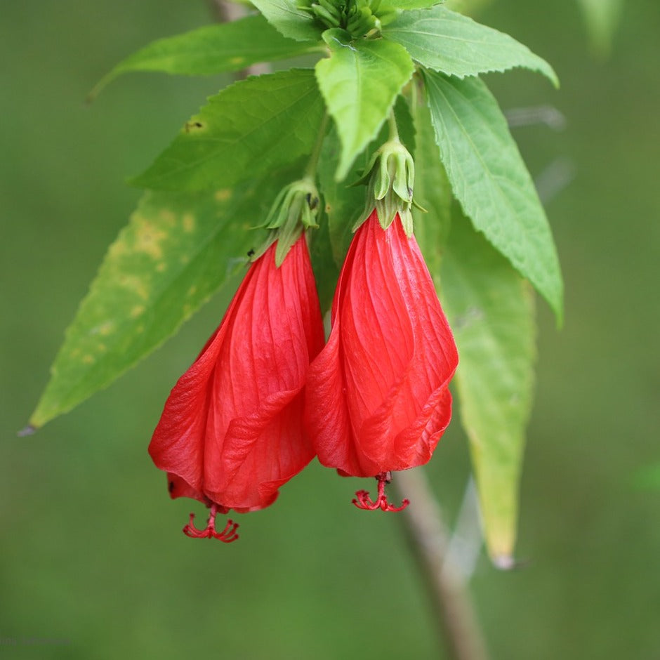 Sleeping Hibiscus Red (Malvaviscus) Flowering Live Plant