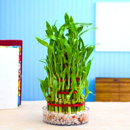4 Layer Lucky Bamboo Indoor Live Plant