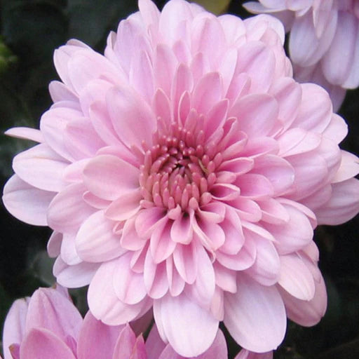 Dwarf Light Pink Chrysanthemum Flowering Live Plant - Pot with Flowers
