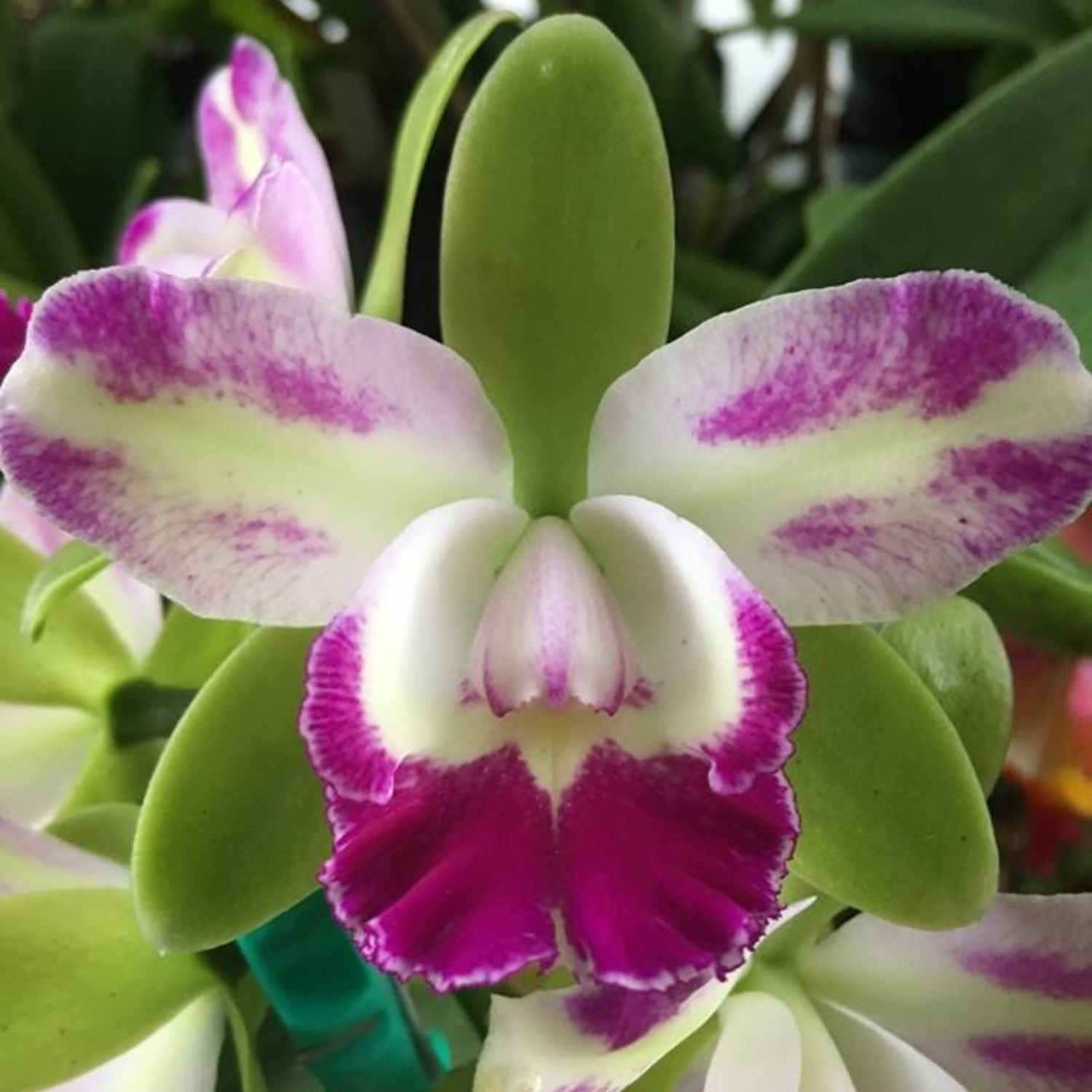 Cattleya Village Chief North Green Genius - Blooming Size