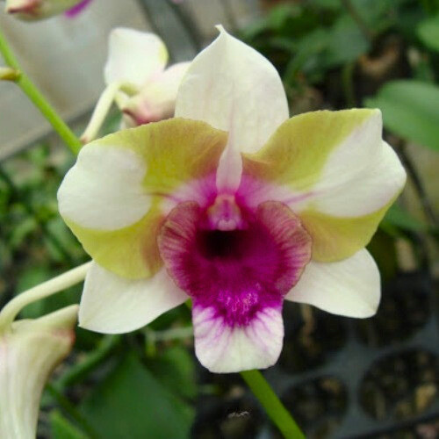 Dendrobium Baby Happy Holidays - Blooming Size