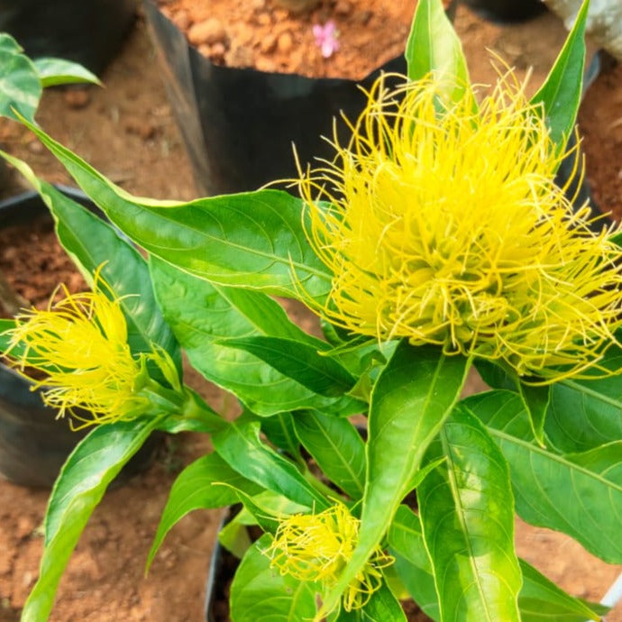 Golden Plume (Schaueria flavicoma) Flowering Live Plant