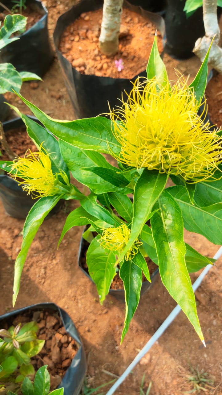 Golden Plume (Schaueria flavicoma) Flowering Live Plant