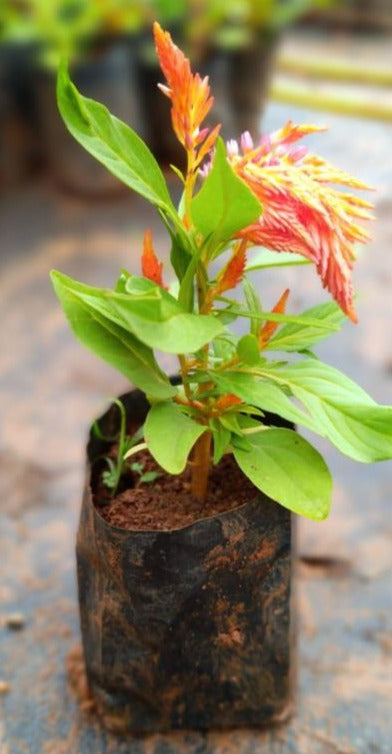 Celosia Orange (Feather Cockscomb) Flowering Live Plant